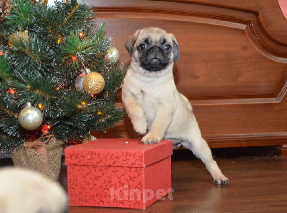 Собаки в Твери: Малышка мопса Девочка, 40 000 руб. - фото 1