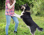 Собаки в Солнечногорске: Супер-пёс в поисках семьи! Мальчик, Бесплатно - фото 8
