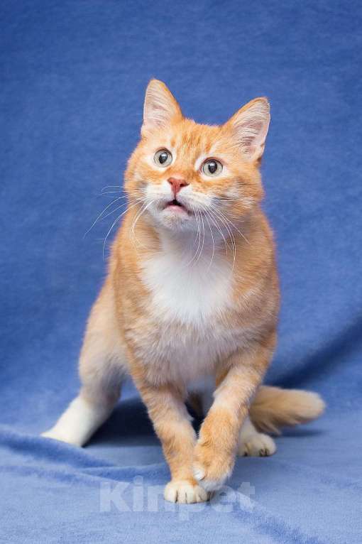 Кошки в Москве: Мультяшный кот Бонифаций  Мальчик, Бесплатно - фото 5