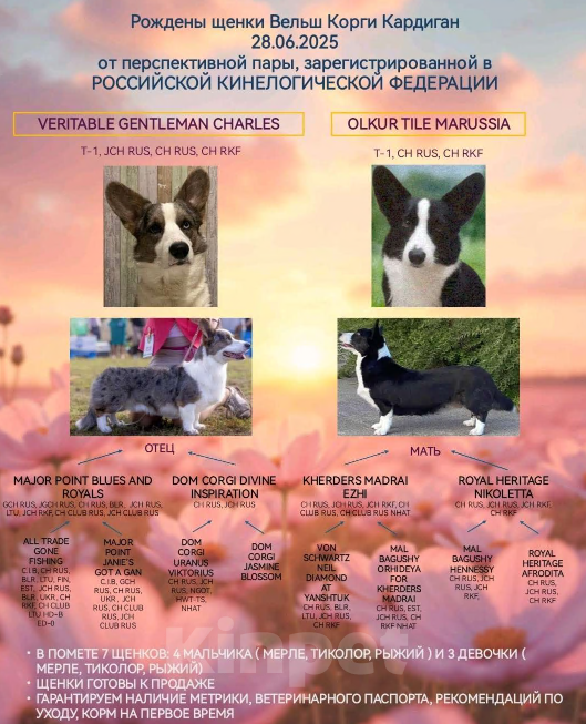 Собаки в Нижнем Новгороде: Щенки Вельш Корги Кардиган для души Девочка, 36 руб. - фото 3