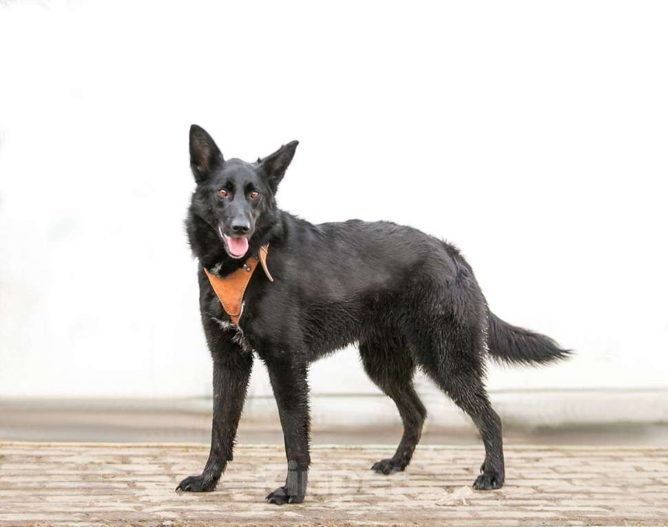 Собаки в Москве: Перчинка Чили ищет любящие руки! Девочка, Бесплатно - фото 2