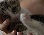 Кошки в Екатеринбурге: Котенок (1 месяц) ищем любящую семью  Мальчик, Бесплатно - фото 1