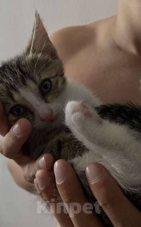 Кошки в Екатеринбурге: Котенок (1 месяц) ищем любящую семью  Мальчик, Бесплатно - фото 1