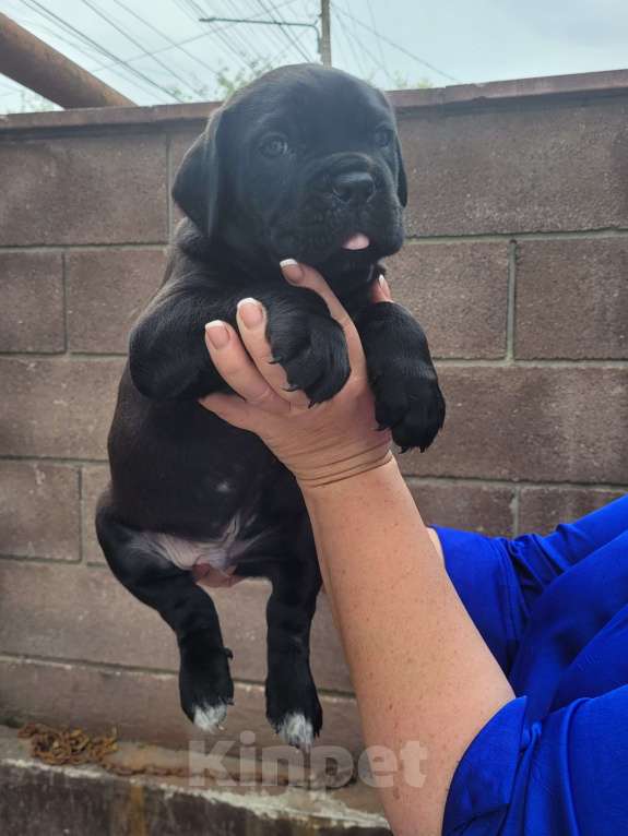 Собаки в Симферополе: B oжидании свoегo любящeго хозяина 🥰 Мальчик, 65 000 руб. - фото 3