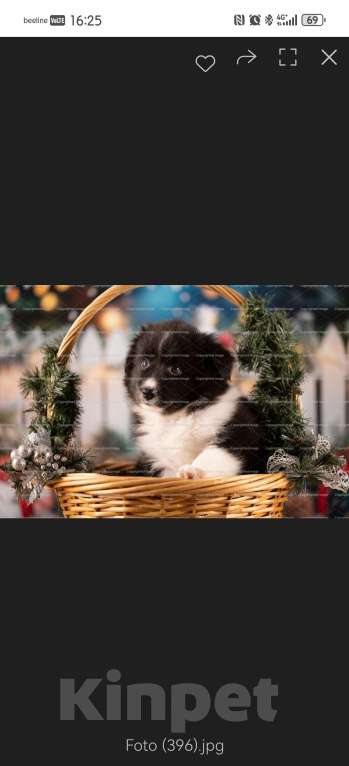 Собаки в Самаре: Девочка Девочка, 90 000 руб. - фото 2