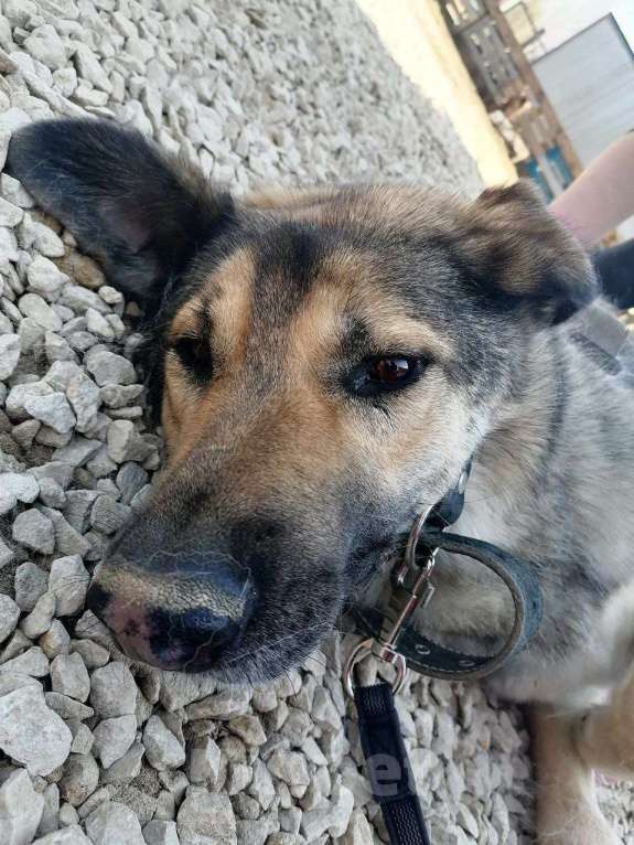 Собаки в Москве: Найдется ли мне место хотя бы в приюте? Мальчик, Бесплатно - фото 3