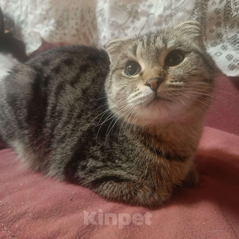 Кошки в Москве: Очаровательный Валли ищет семью  Мальчик, Бесплатно - фото 4