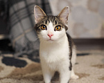 Кошки в Москве: Котенок Луис ищет дом Мальчик, Бесплатно - фото 3