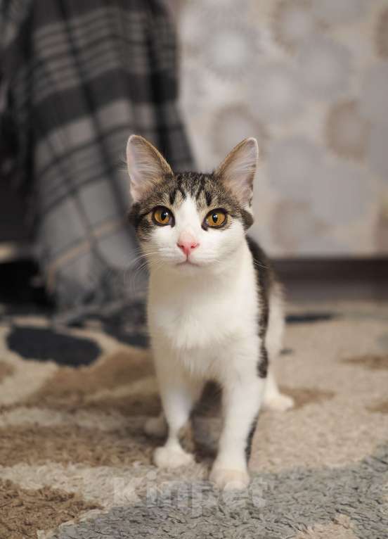 Кошки в Москве: Котенок Луис ищет дом Мальчик, Бесплатно - фото 3