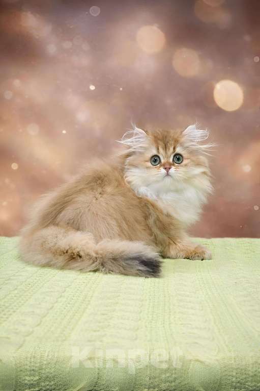 Кошки в Москве: Британский длинношерстный золотой малыш Мальчик, 90 000 руб. - фото 1