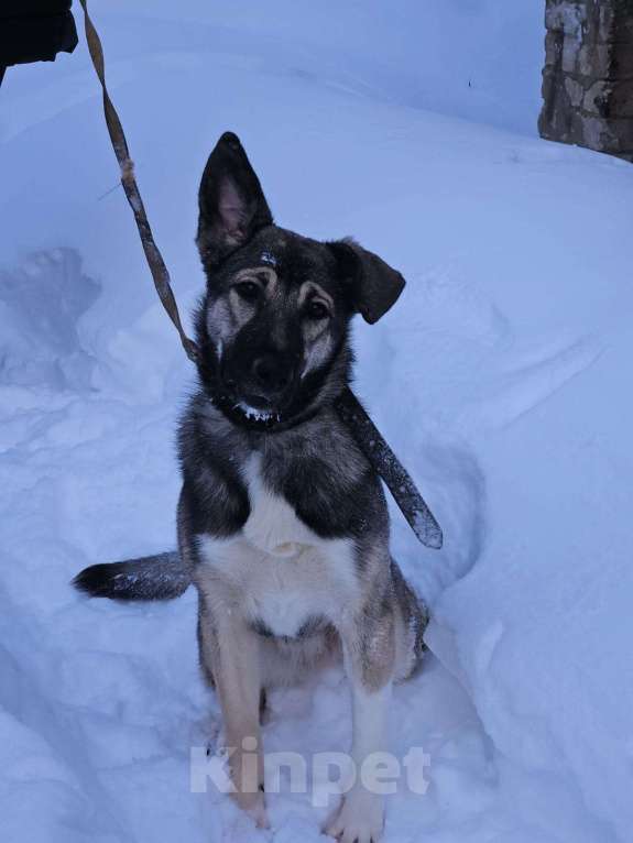Собаки в Казани: Взрослая собака во двор Девочка, Бесплатно - фото 1