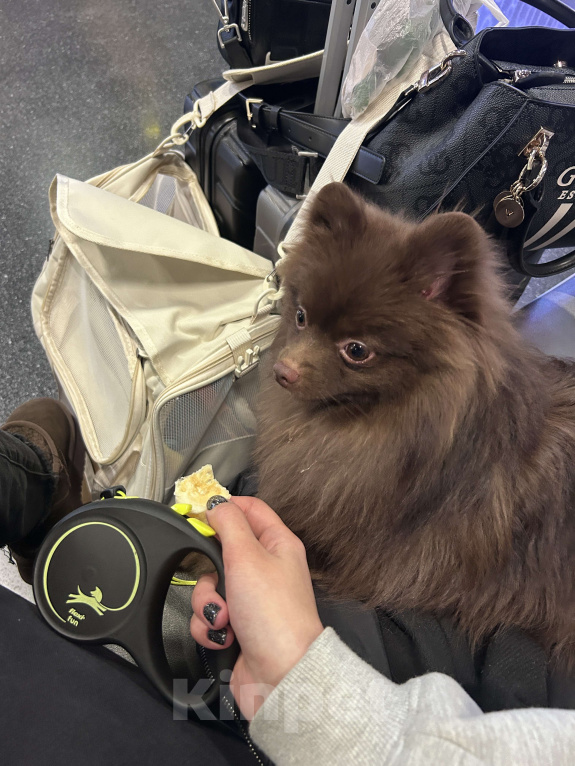 Собаки в Екатеринбурге: Немецкий шпиц на вязку Мальчик, 10 000 руб. - фото 4