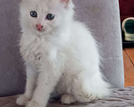 Кошки в других городах Пензенской области: Кошечка в добрые руки Девочка, Бесплатно - фото 1
