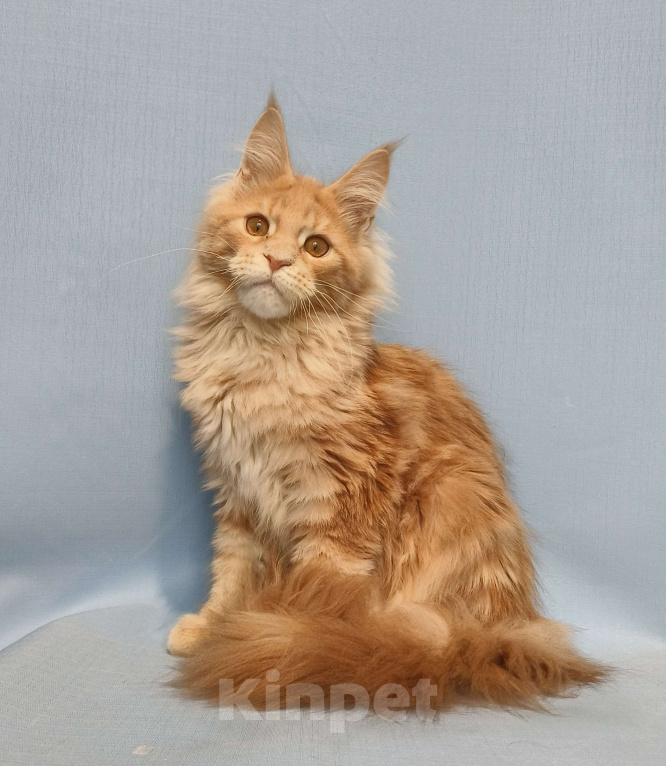 Кошки в Москве: Котёнок Мейн-Кун Мальчик Мальчик, 70 000 руб. - фото 6