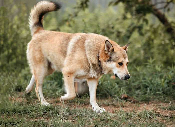 Собаки в Нижнем Новгороде: Очень нужны добрые дома подросткам-собакам, отличным охранникам Девочка, 10 руб. - фото 3