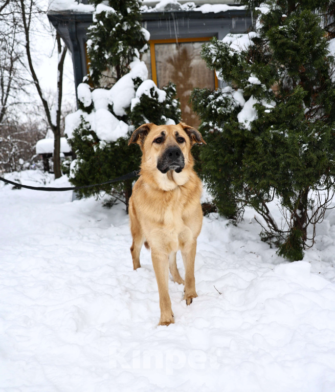 Собаки в Москве: Собака бесплатно в Москве Мальчик, Бесплатно - фото 5