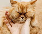 Кошки в Челябинске: Отдаю в добрые руки Персидскую кошку  Девочка, 1 руб. - фото 1