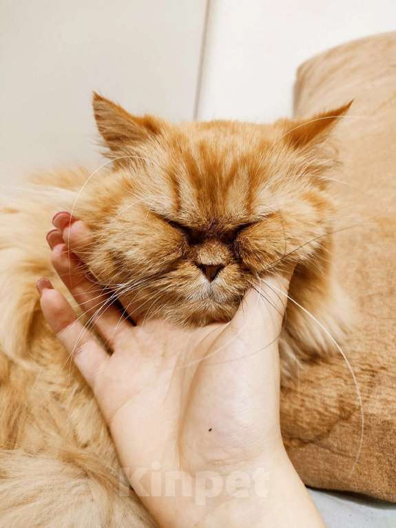 Кошки в Челябинске: Отдаю в добрые руки Персидскую кошку  Девочка, 1 руб. - фото 1