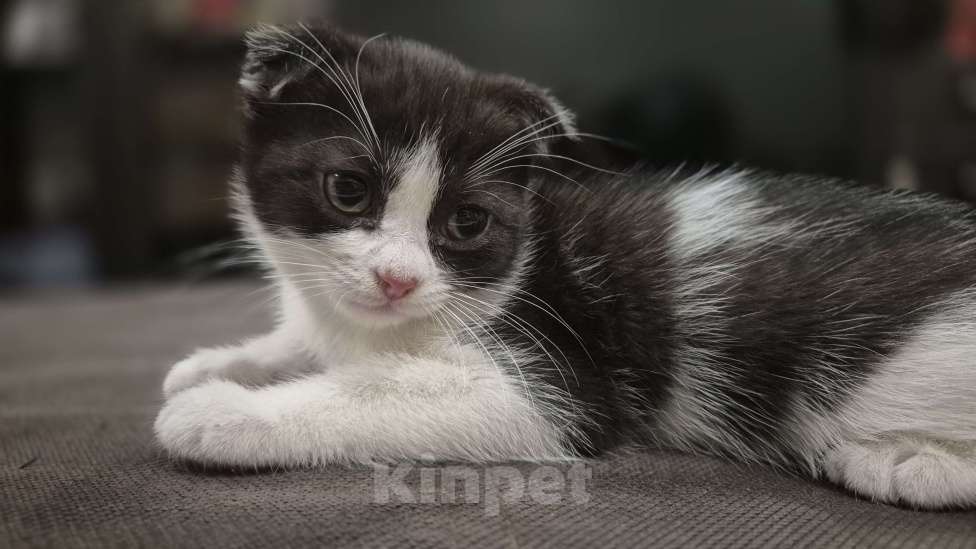 Кошки в Краснодаре: Шотландская ВИСЛОУХАЯ короткошерстная Девочка, 5 000 руб. - фото 7