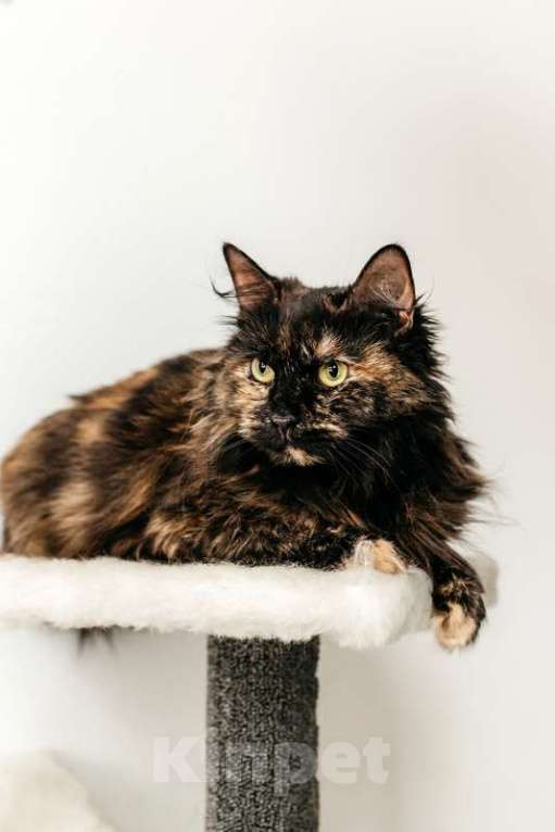 Кошки в Москве: Трехцветная пушистая кошка Фантазия в добрые руки Девочка, 1 руб. - фото 3