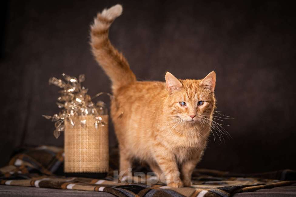 Кошки в Клине: Руби — робкая кошечка Девочка, Бесплатно - фото 5