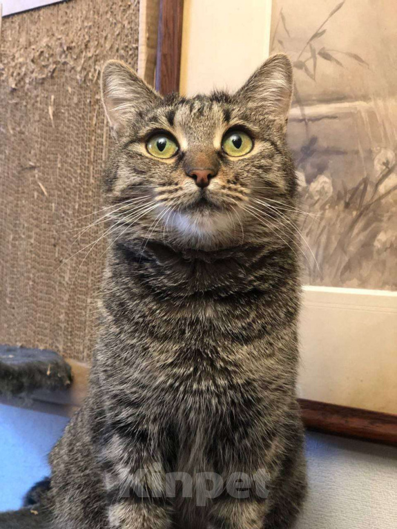 Кошки в Москве: Полосатая красотка Ленди Девочка, Бесплатно - фото 4