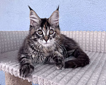 Кошки в Кудрово: Котенок мейн-кун, девочка , шейдед линия, в разведение Девочка, 65 000 руб. - фото 2