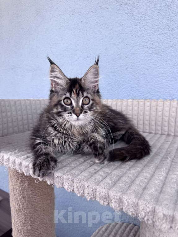 Кошки в Кудрово: Котенок мейн-кун, девочка , шейдед линия, в разведение Девочка, 65 000 руб. - фото 2