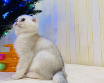 Кошки в Котельнике: Шотландская вислоухая шиншилла  Девочка, 15 000 руб. - фото 1