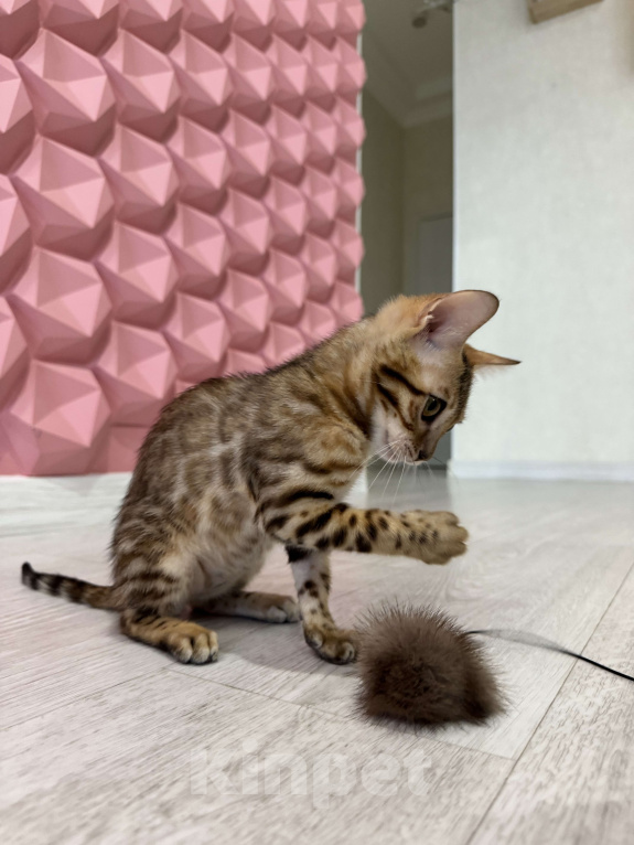 Кошки в Санкт-Петербурге: Бенгальский кот  Мальчик, 55 000 руб. - фото 6
