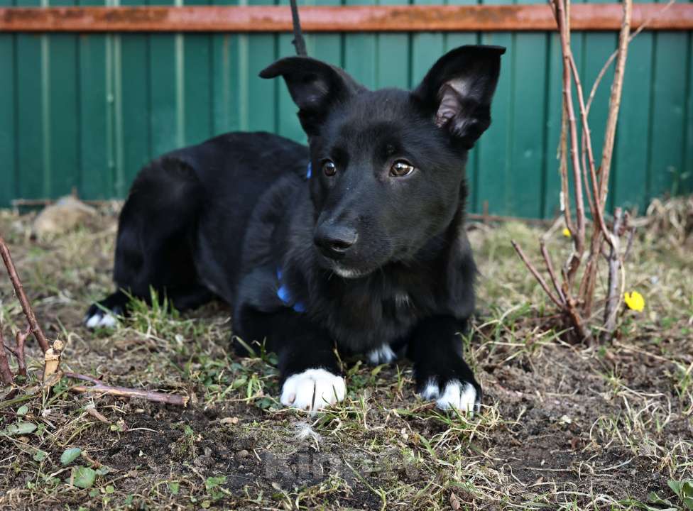 Собаки в Москве: Щенок бесплатно в Москве Мальчик, Бесплатно - фото 3