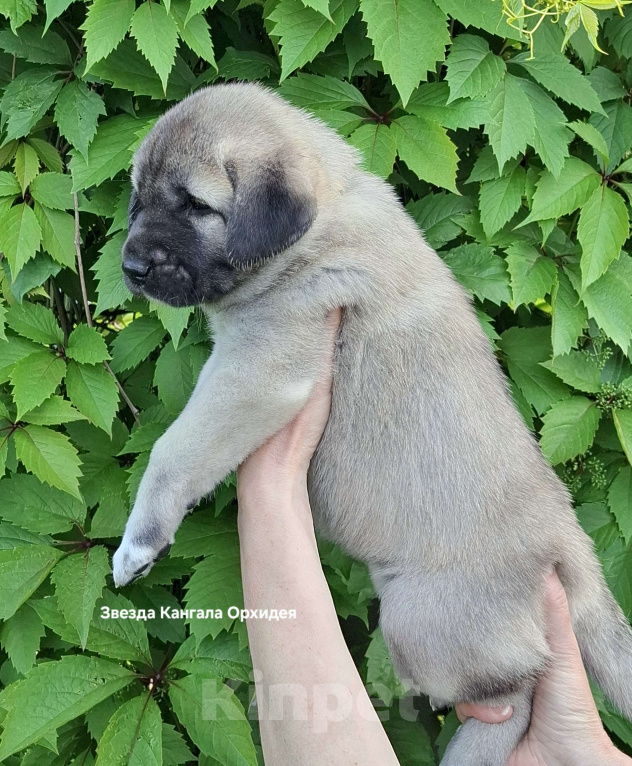 Собаки в других городах Московской области: Щенки кангала от Чемпионов Турции  Мальчик, Бесплатно - фото 4