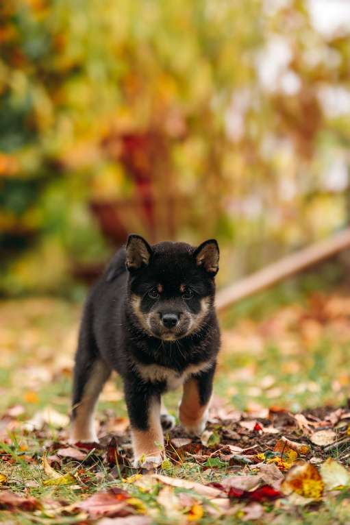 Собаки в Москве: Щенки Сибу-ину с характером солнца Мальчик, 100 000 руб. - фото 4