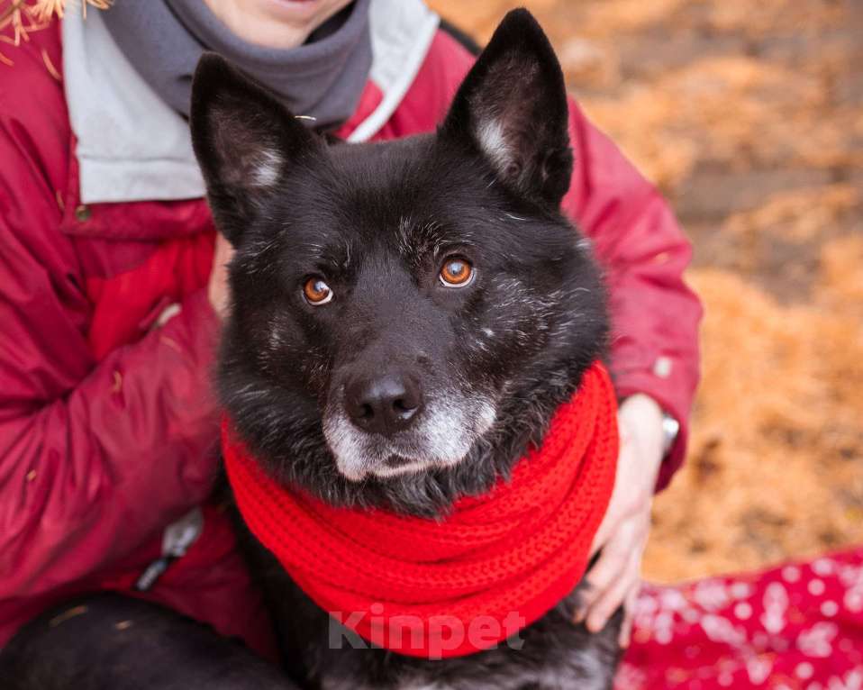 Собаки в Москве: Собака из приюта в добрые руки Мальчик, Бесплатно - фото 2