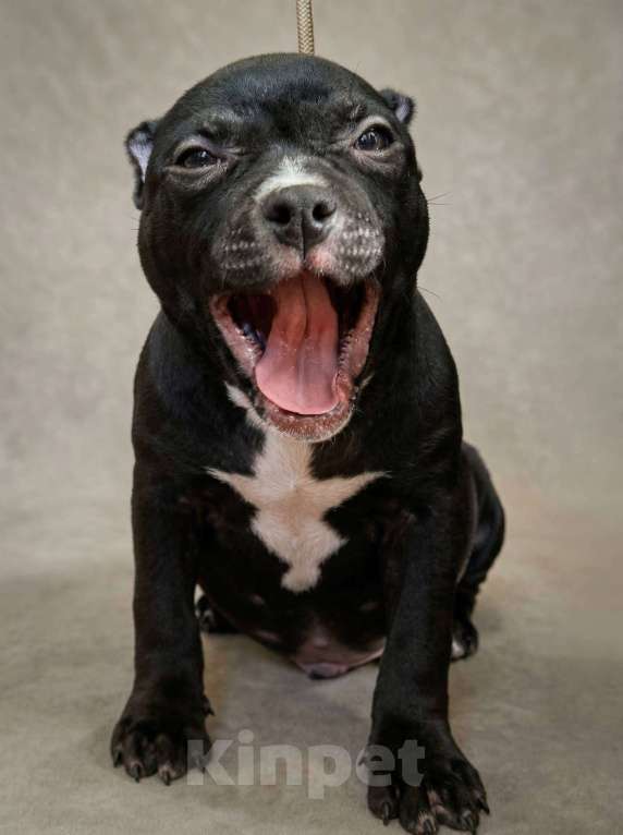 Собаки в других городах Московской области: Американский Булли Мальчик, 130 000 руб. - фото 1