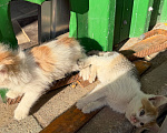 Кошки в Москве: 😻 Они ждут своих родителей… Разнополые, Бесплатно - фото 9