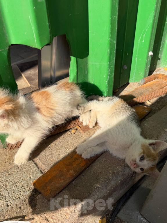 Кошки в Москве: 😻 Они ждут своих родителей… Разнополые, Бесплатно - фото 9