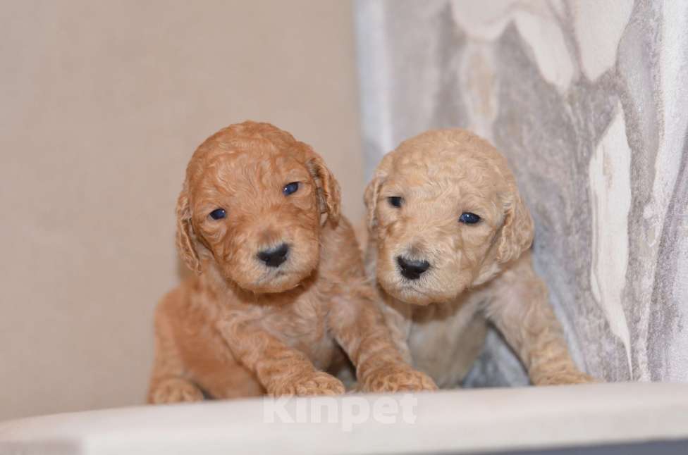 Собаки в Москве: Щенки королевского пуделя Девочка, 65 000 руб. - фото 6