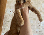 Кошки в Москве: Добрейший рыжий ласкун ищет дом Мальчик, Бесплатно - фото 2