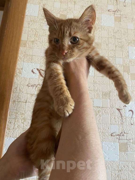 Кошки в Москве: Добрейший рыжий ласкун ищет дом Мальчик, Бесплатно - фото 2