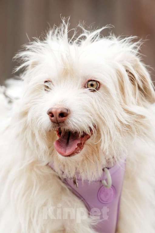 Собаки в Москве: Метис домовёнка Кузи Бандик ищет дом Мальчик, 1 руб. - фото 4