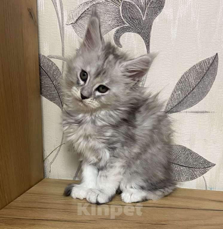 Кошки в Москве: Мейн кун девочка Девочка, 60 000 руб. - фото 4