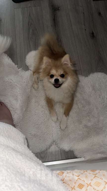 Собаки в Владивостоке: Шпиц немецкий Девочка, 40 000 руб. - фото 2