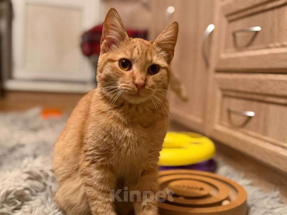 Кошки в Санкт-Петербурге: Хороший ласковый котёнок-рыжик Мальчик, Бесплатно - фото 6