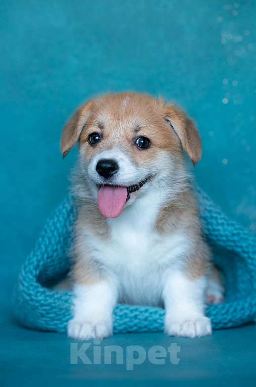 Собаки в Москве: Тутси Из Басвет Прайд  Девочка, 95 000 руб. - фото 2