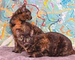 Кошки в Москве: Конфетки-шоколадки. Трехцветные кошки в добрые руки. Девочка, Бесплатно - фото 1