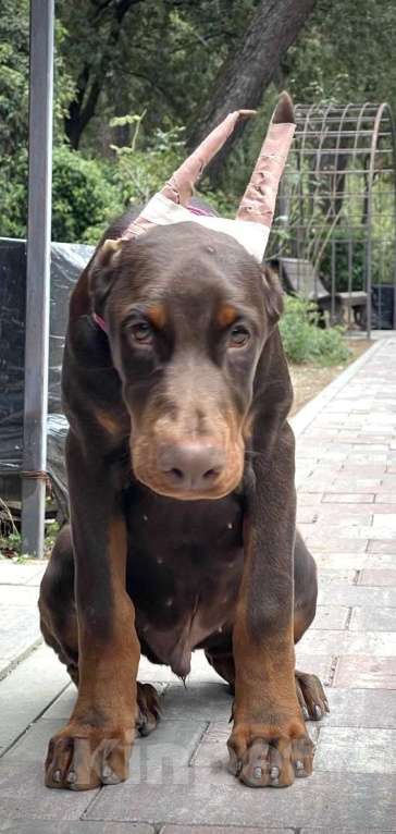 Собаки в Чехове: Шикарный щенокдобермана, 4.5 месяца Мальчик, 100 000 руб. - фото 3