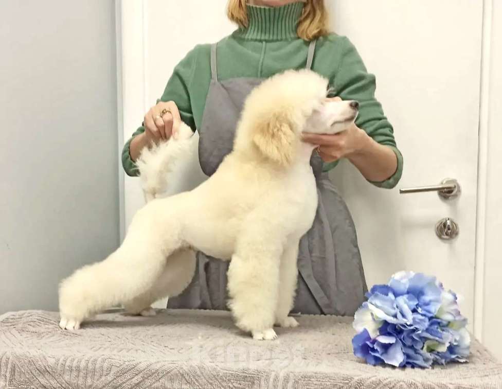 Собаки в Самаре: Щенок пуделя миниатюрный Мальчик, Бесплатно - фото 3