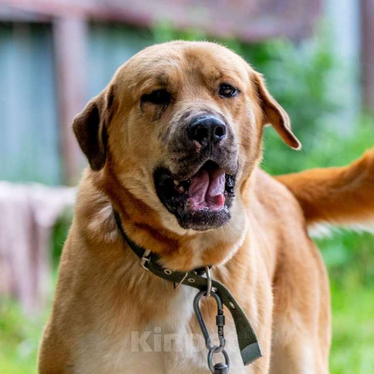Собаки в Москве: Бося Мальчик, Бесплатно - фото 3