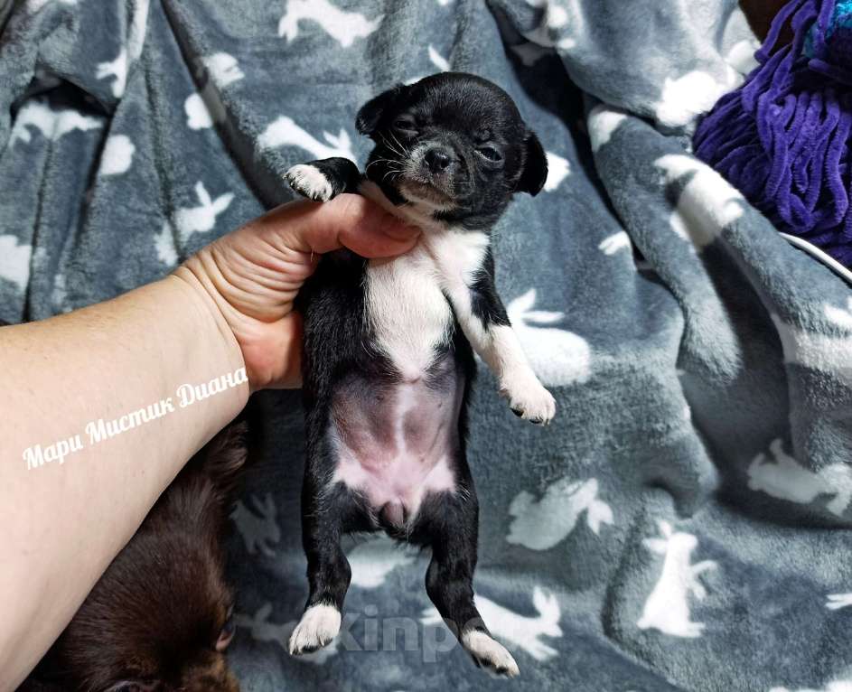 Собаки в Санкт-Петербурге: Чёрного окраса чихуахуа Диана ждёт Вас Девочка, 80 000 руб. - фото 5